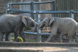 zoo-wuppertal-elefanten-03-049