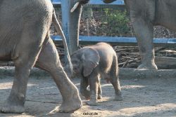 zoo-wuppertal-elefanten-03-050
