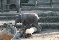 zoo-wuppertal-elefanten-03-053