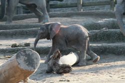 zoo-wuppertal-elefanten-03-054