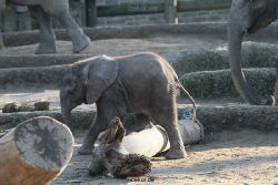zoo-wuppertal-elefanten-03-055