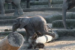 zoo-wuppertal-elefanten-03-056