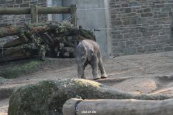 zoo-wuppertal-elefanten-03-060