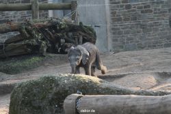 zoo-wuppertal-elefanten-03-061