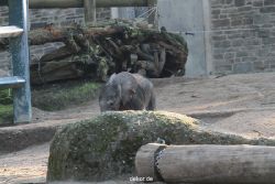 zoo-wuppertal-elefanten-03-062