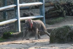 zoo-wuppertal-elefanten-03-063