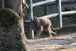 zoo-wuppertal-elefanten-03-066