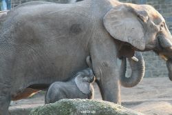 zoo-wuppertal-elefanten-03-068