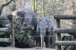 zoo-wuppertal-elefanten-03-069