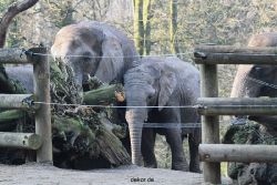 zoo-wuppertal-elefanten-03-070