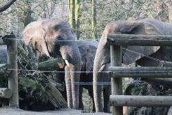 zoo-wuppertal-elefanten-03-071
