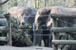 zoo-wuppertal-elefanten-03-072