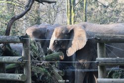 zoo-wuppertal-elefanten-03-073