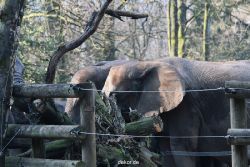zoo-wuppertal-elefanten-03-074