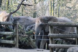 zoo-wuppertal-elefanten-03-075