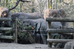 zoo-wuppertal-elefanten-03-076