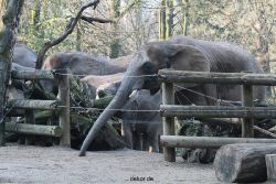 zoo-wuppertal-elefanten-03-077