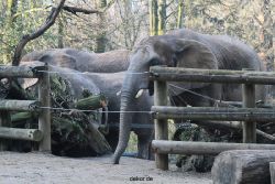 zoo-wuppertal-elefanten-03-078