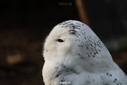 zoo-wuppertal-eulen-01-001