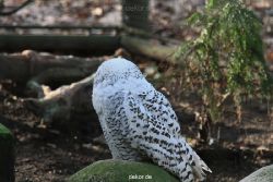 zoo-wuppertal-eulen-01-002