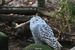zoo-wuppertal-eulen-01-003