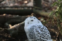 zoo-wuppertal-eulen-01-004