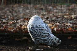 zoo-wuppertal-eulen-01-005