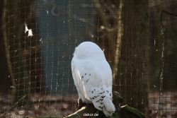 zoo-wuppertal-eulen-01-006