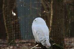 zoo-wuppertal-eulen-01-007