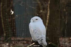zoo-wuppertal-eulen-01-008