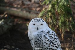 zoo-wuppertal-eulen-01-009