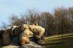 zoo-wuppertal-loewen-02-001