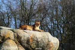zoo-wuppertal-loewen-02-003