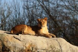zoo-wuppertal-loewen-02-008