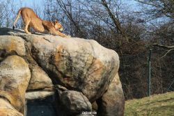 zoo-wuppertal-loewen-02-011