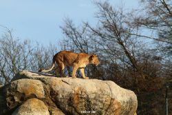 zoo-wuppertal-loewen-02-012