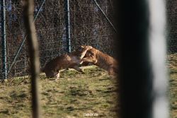 zoo-wuppertal-loewen-02-013