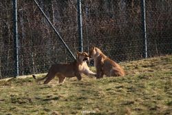 zoo-wuppertal-loewen-02-014