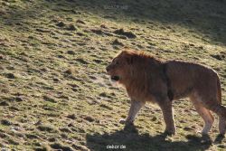 zoo-wuppertal-loewen-02-016
