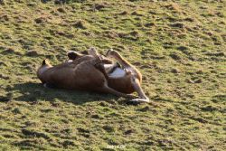 zoo-wuppertal-loewen-02-017