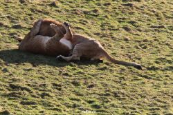 zoo-wuppertal-loewen-02-018