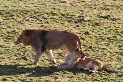 zoo-wuppertal-loewen-02-019
