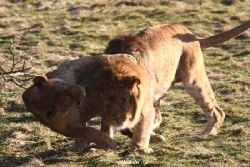 zoo-wuppertal-loewen-02-022