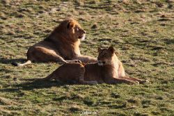 zoo-wuppertal-loewen-02-023