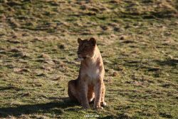 zoo-wuppertal-loewen-02-025
