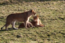 zoo-wuppertal-loewen-02-026