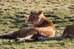 zoo-wuppertal-loewen-02-027