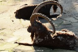 zoo-wuppertal-steinboecke-001