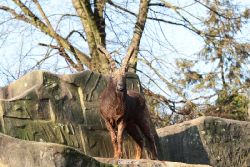 zoo-wuppertal-steinboecke-003