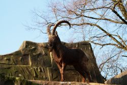 zoo-wuppertal-steinboecke-004